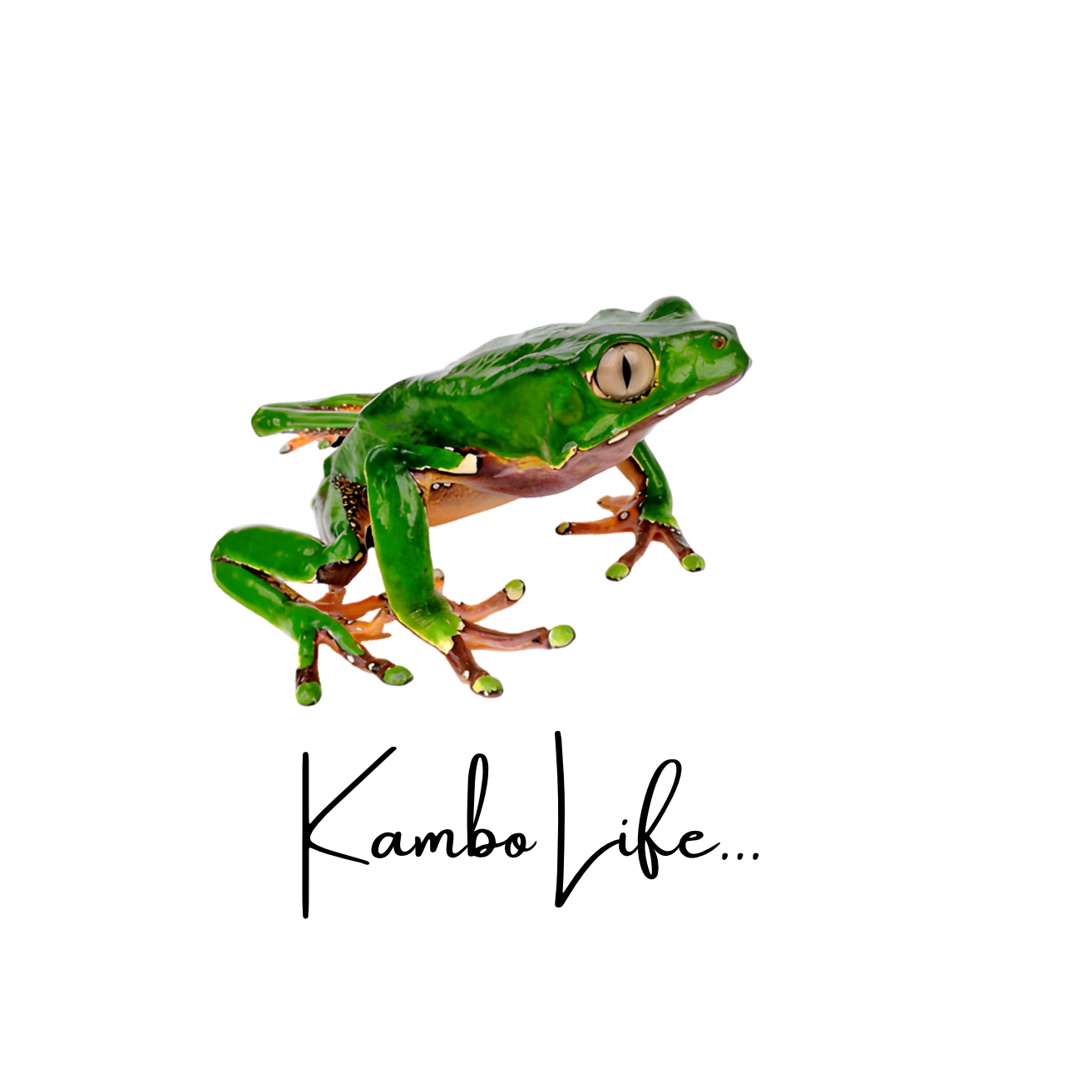 kambolife frog